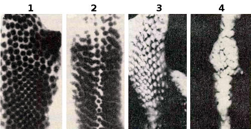 Участие молекул клеточной адгезии в формировании пера демонстрируется экспериментами, в которых нарушалось образование плакод. Обычно мезодермальные клетки образуют симметрично расположенные «узелки» под плакодами (1). Если ткань культивировать в присутствии антител против L-CAM, то образуются «полосы»»(2). Антитела мешают только связям с участием L-CAM (между клетками эпидермиса), но не N-CAM (между мезенхимными клетками). Тем не менее мезодерма распределяется иначе (4), чем в норме (3), что указывает на существование ««сигнальной петли» между этими двумя тканями