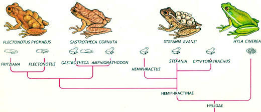 Лягушки, вынашивающие икру, принадлежат к подсемейству Hemiphractinae семейства Hylidae. Показанные здесь эволюционные связи основаны на результатах сравнительного анализа белков и биологии размножения. Схема предложена У. Дьюлмэном из Музея естествознания Канзасского университета и Р. Вассерсугом из Далхузского университета провинции Новая Шотландия (Канада). У трех родов сумки нет, и развивающиеся эмбрионы просто прилепляются к спине матери.У нeкoтopых родов эмбрионы развиваются в полностью сформированных лягушат, у других они выходят из сумки на стадии головастика (маленькие рисунки). В роде Gastrotheca у разных видов к моменту рождения достигаются различные стадии развития (рисунки сделаны без соблюдения масштаба)