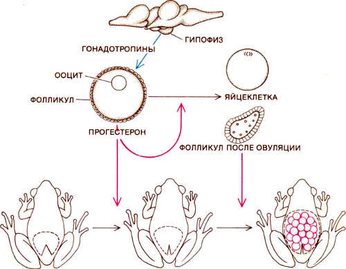 Регуляция размножения у сумчатых квакш осуществляется при помощи ряда гормонов. Под действием гонадотропинов, секретируемых гипофизом (вверху изображен мозг лягушки и расположение в нем гипофиза), в яичниках фолликул (капсула из клеток, окружающих ооцит, являющийся предшественником яйцеклетки) выделяет прогестерон. Этот гормон стимулирует созревание ооцита и вызывает закрывание отверстия сумки. После выхода яйцеклетки из фолликула он может продолжать секретировать прогестерон, который теперь стимулирует развитие сосудистых оболочек, окружающих эмбрионы в сумке. Сходное гормональное обеспечение подготавливает матку к беременности у млекопитающих