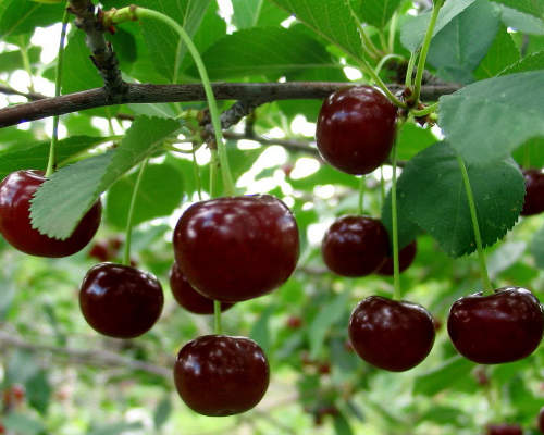Сорта вишни